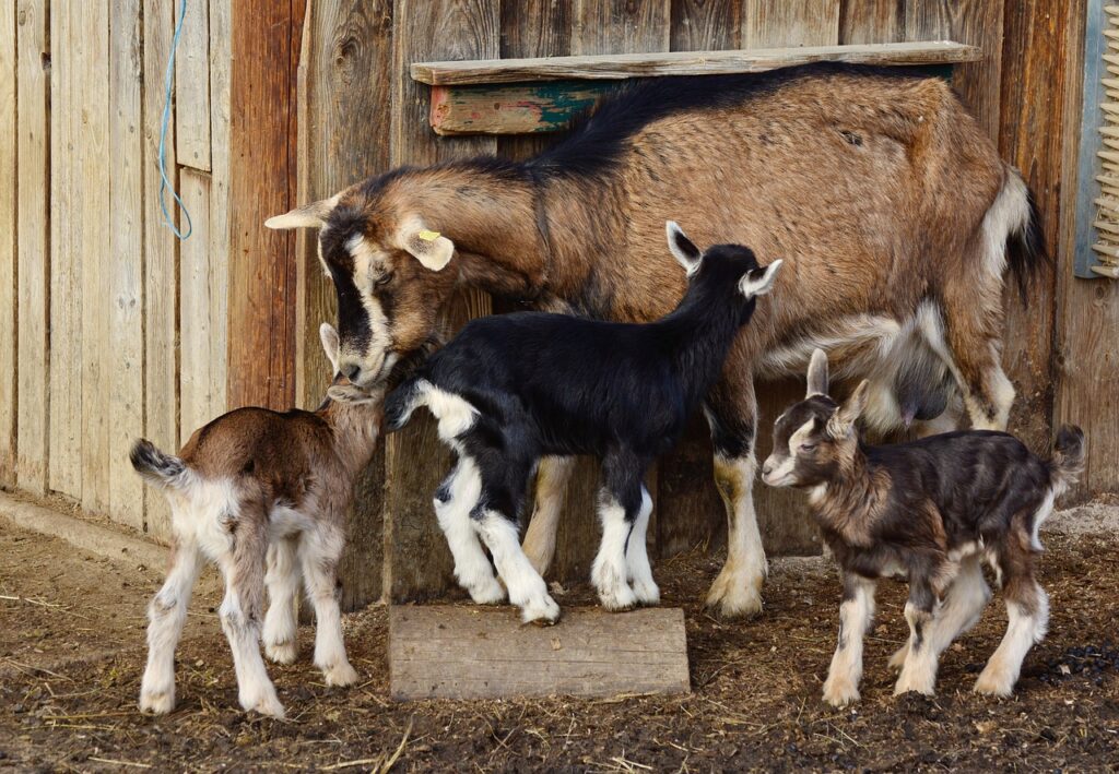 goats, kid, young goats, domestic goat, lambs, little goat, mother goat, suckle, mammal, farm yard, cub, goats, goats, goats, goats, goats
