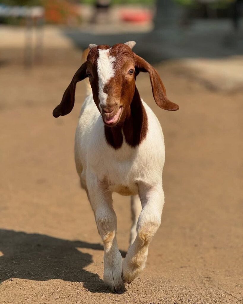 photo 5895369151436934169 y